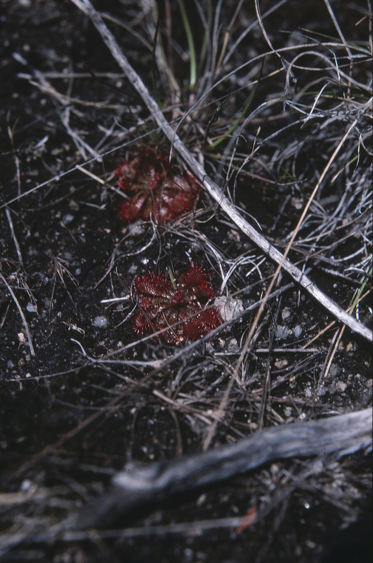 Drosera spatulata