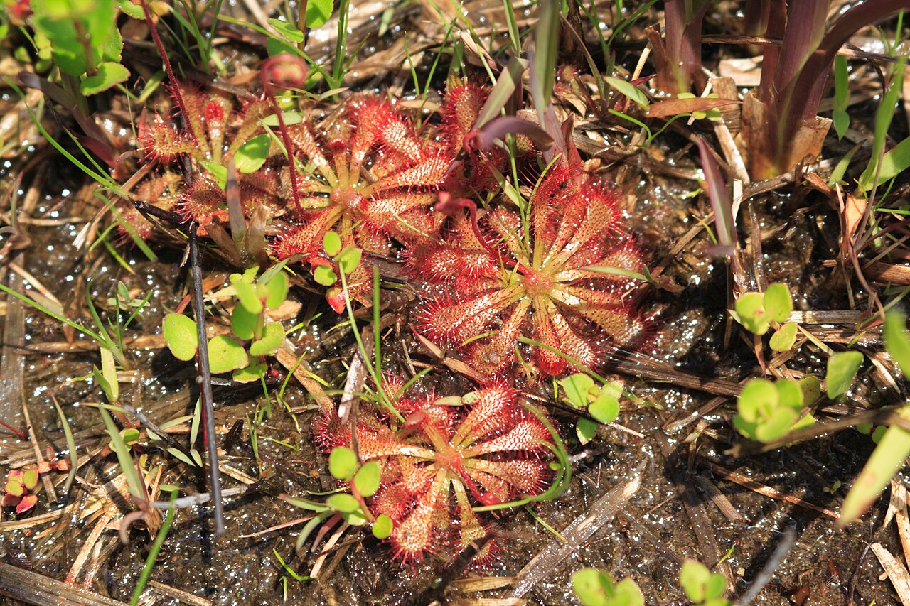Drosera spatulata — de standplaats
