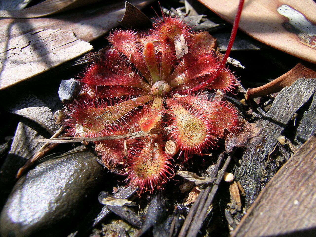 Drosera spatulata — de val van dichtbij