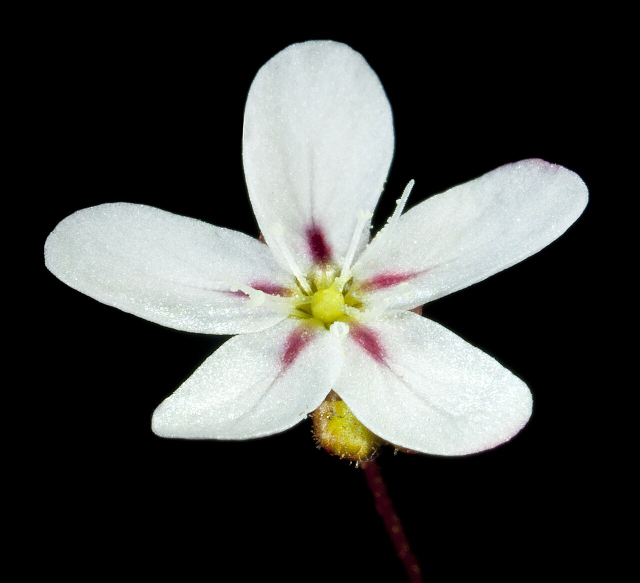 Drosera spilos — de bloem