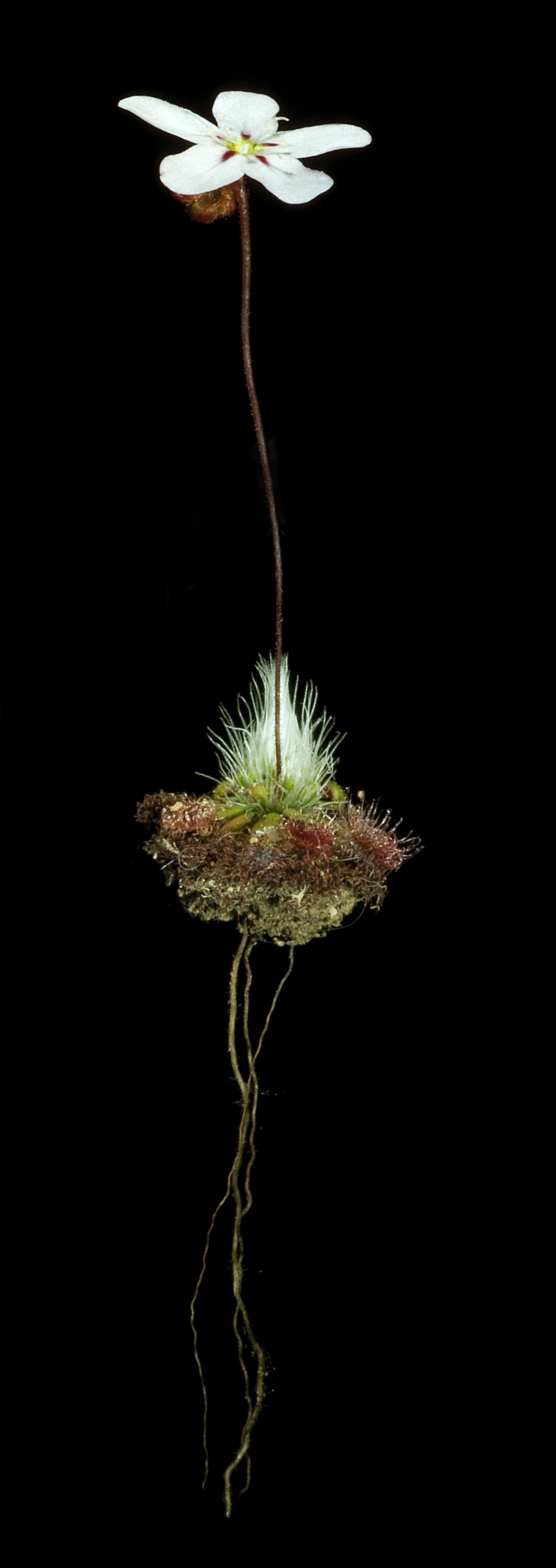 Drosera spilos