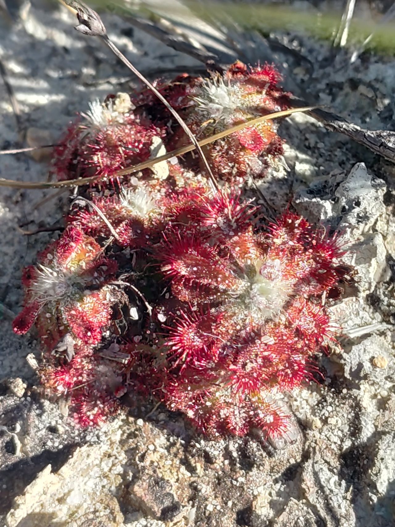 Drosera spirocalyx