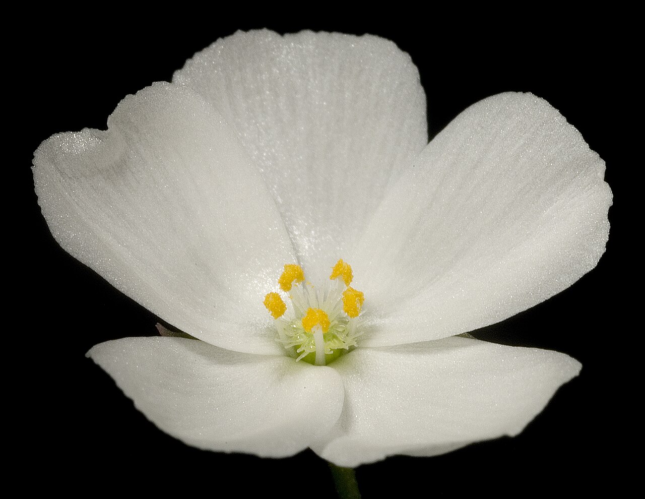 Drosera stolonifera — la flor