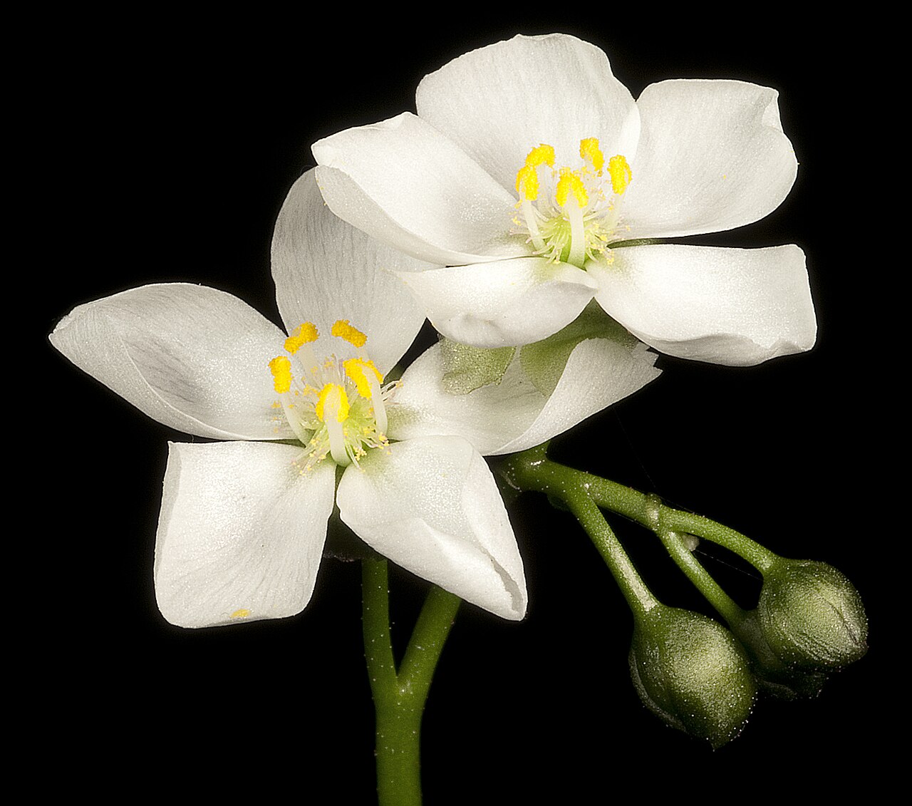 Drosera stolonifera