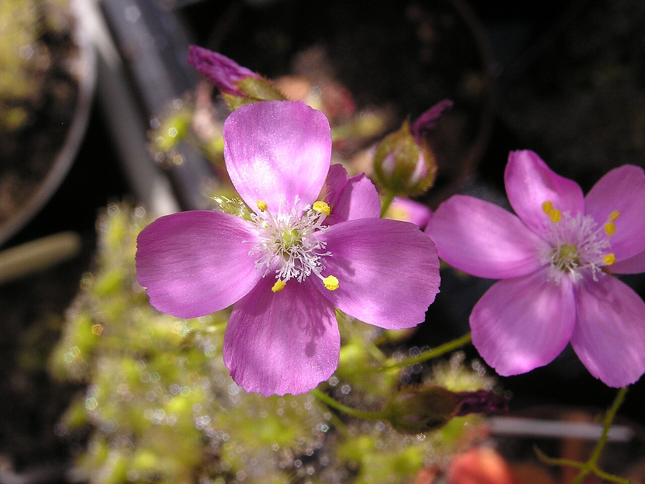 Drosera stricticaulis — de bloem