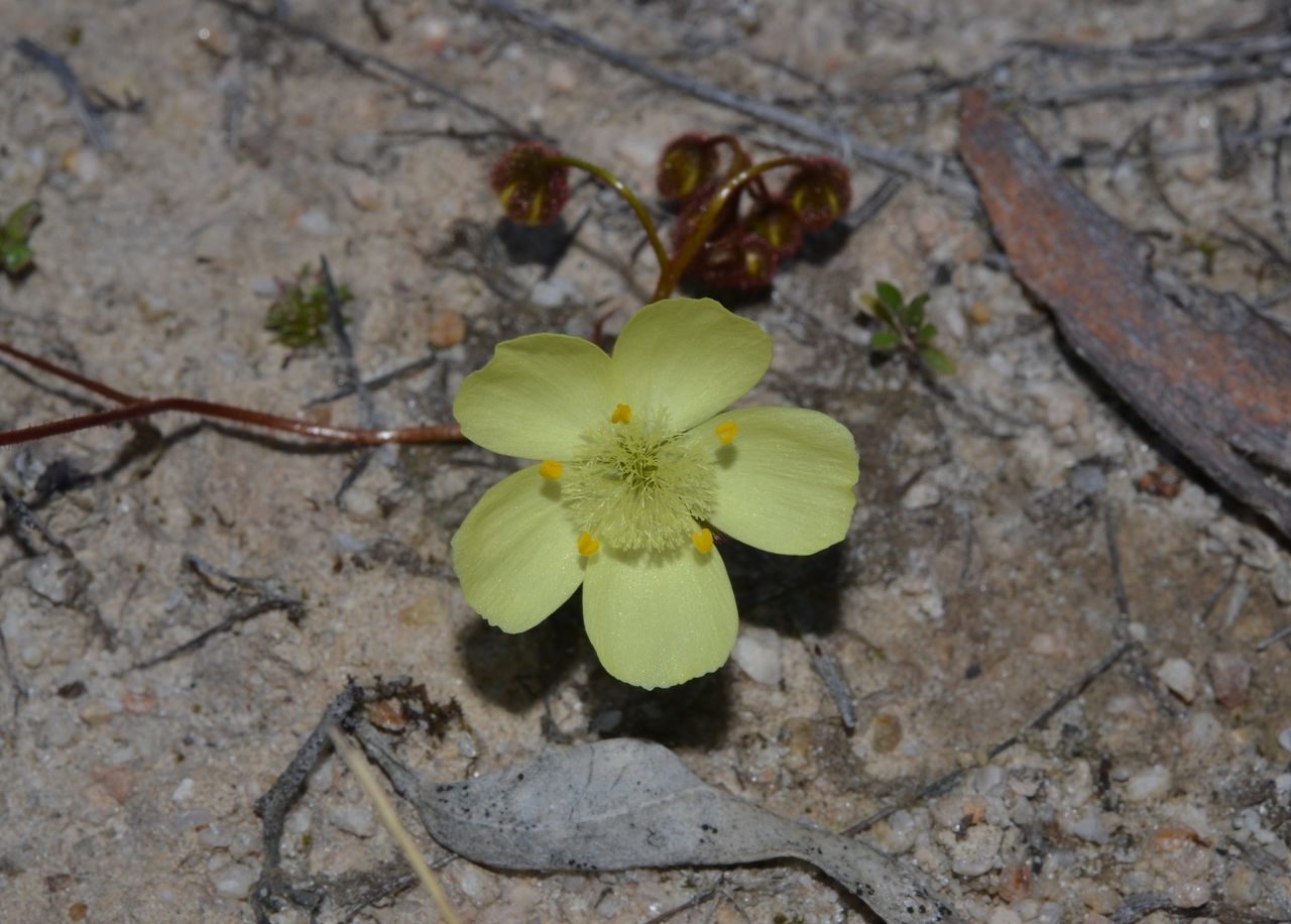 Drosera subhirtella