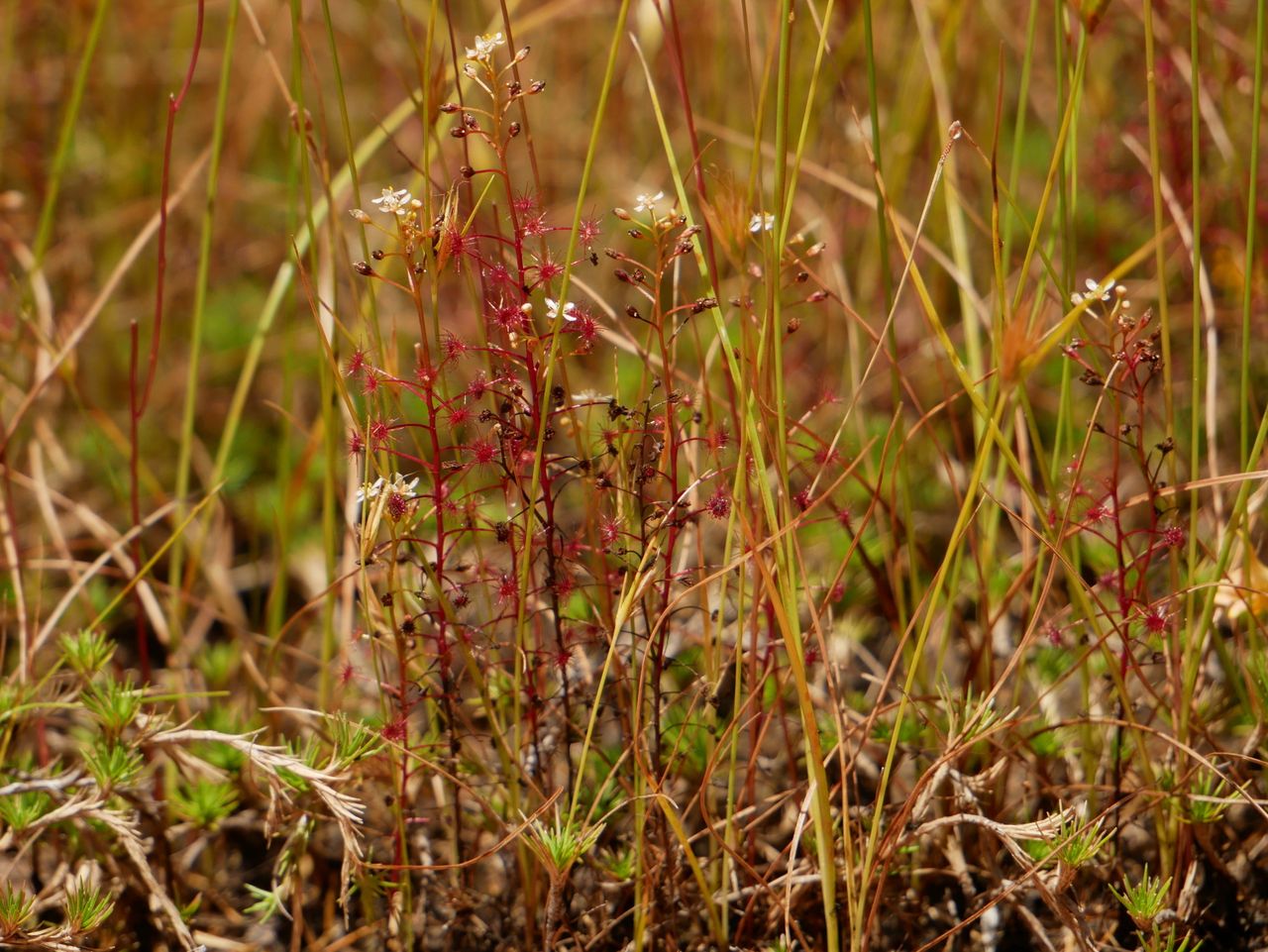 Drosera subtilis