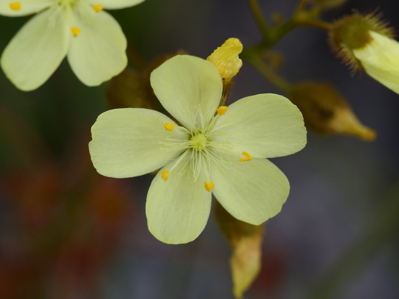 Drosera sulphurea