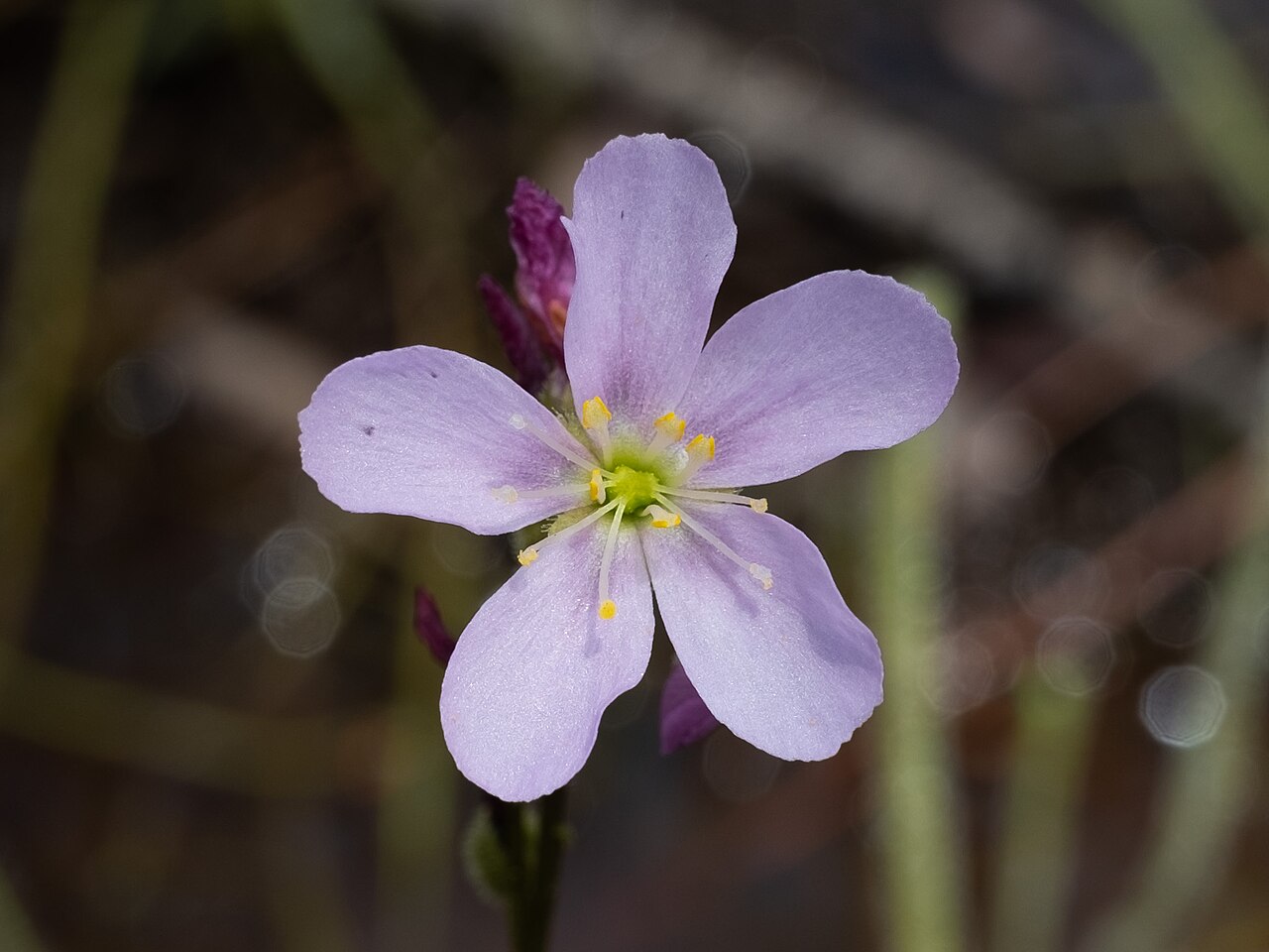 Drosera tracyi — de bloem