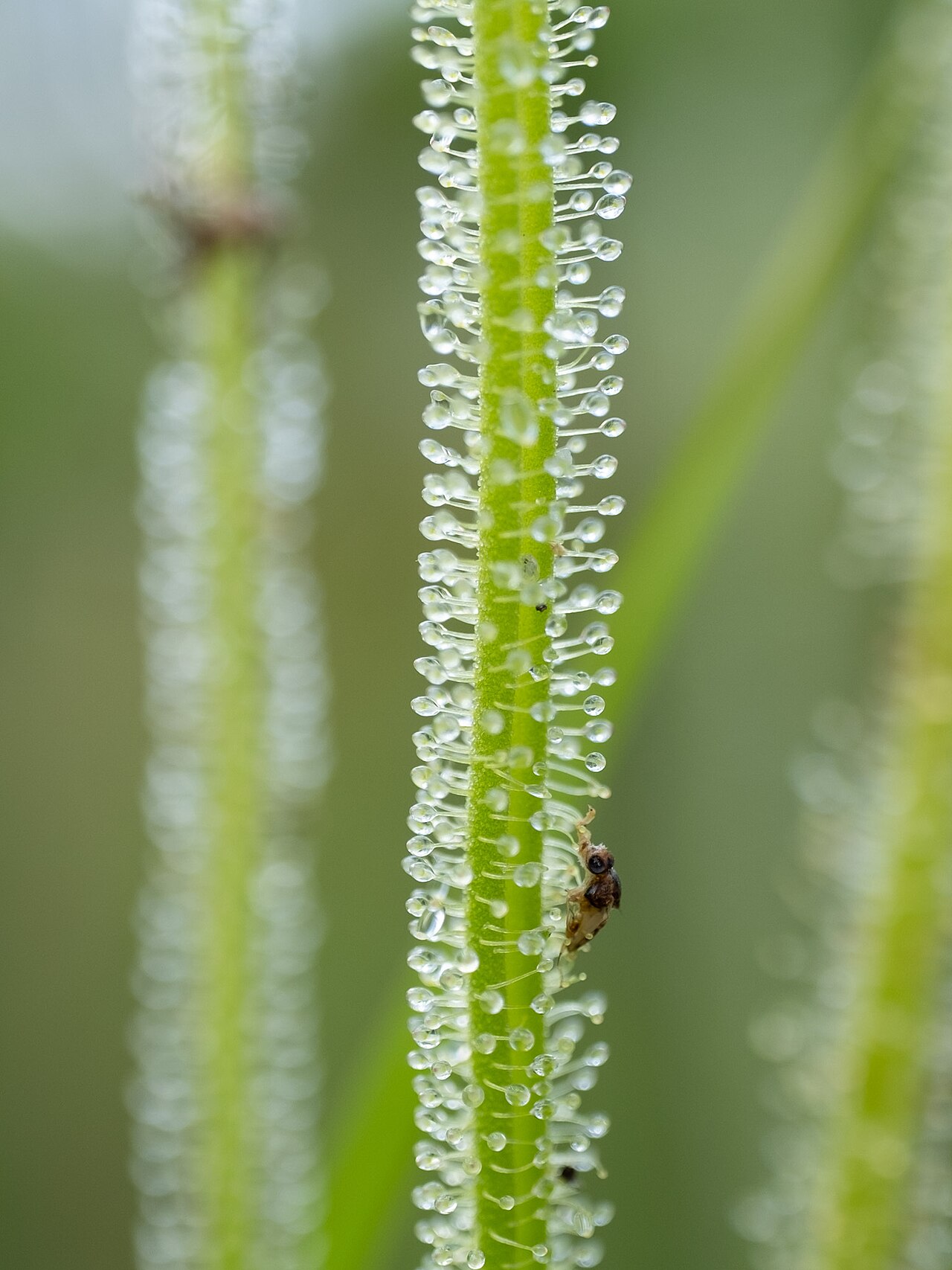 Drosera tracyi