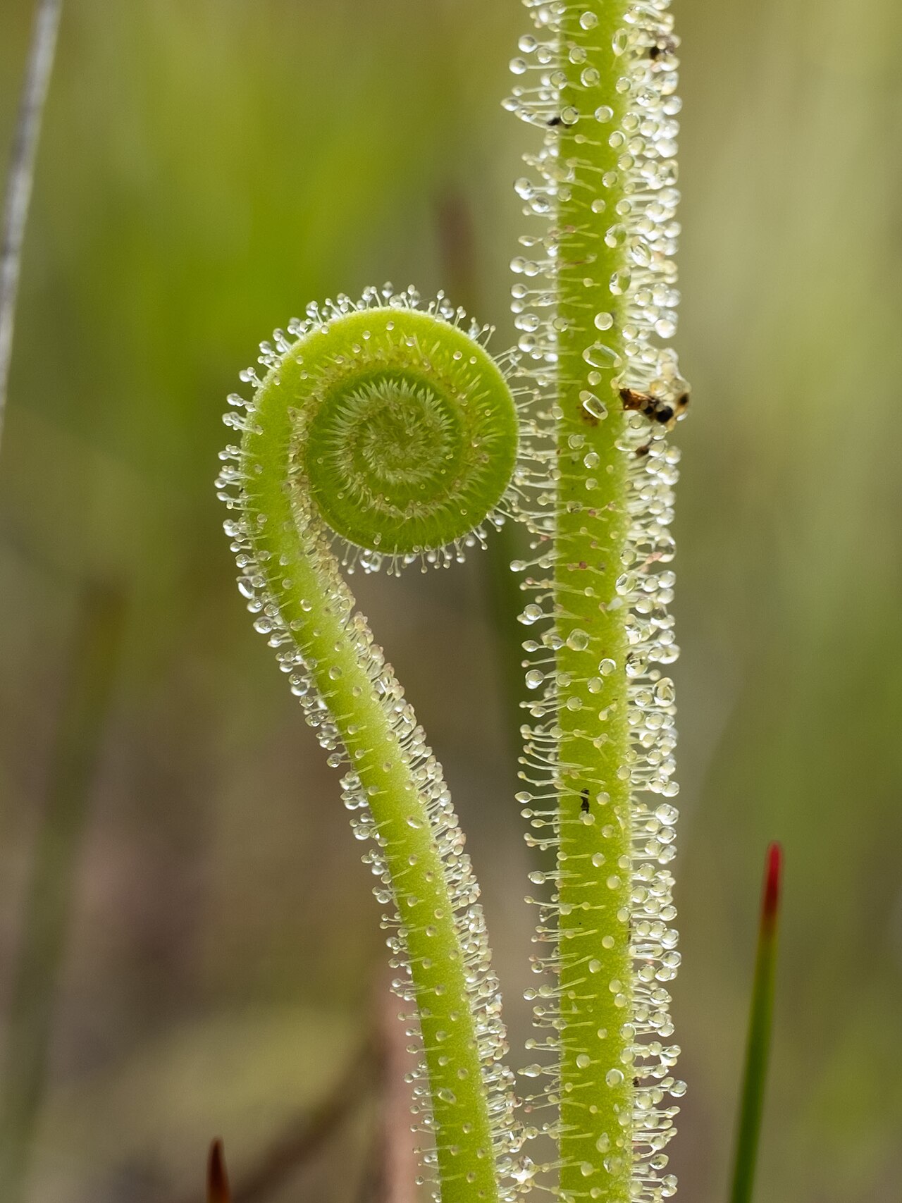 Drosera tracyi — de val van dichtbij