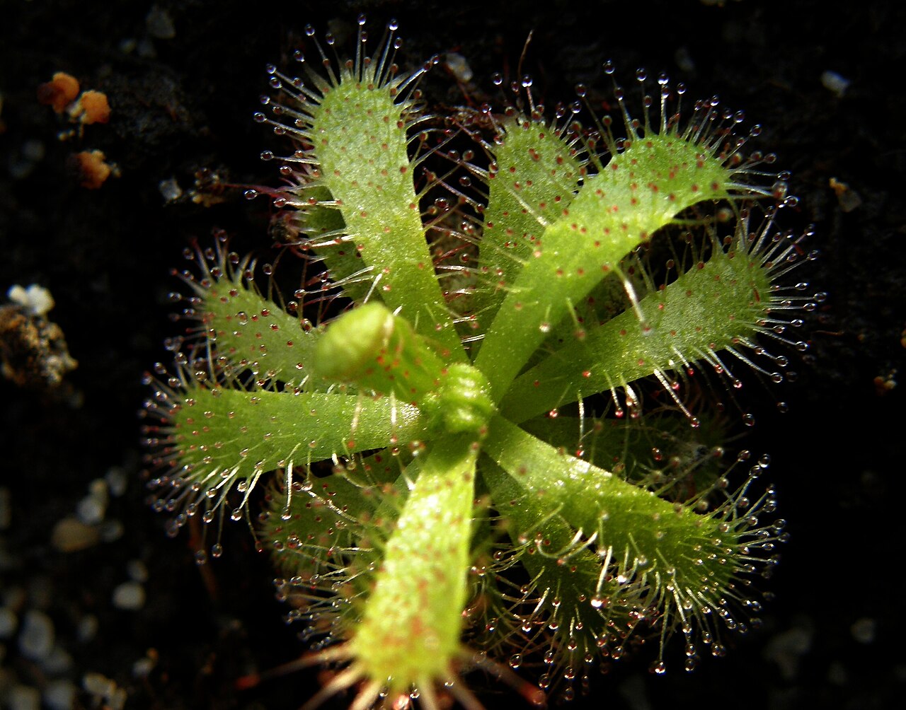 Drosera trinervia — la trampa de cerca
