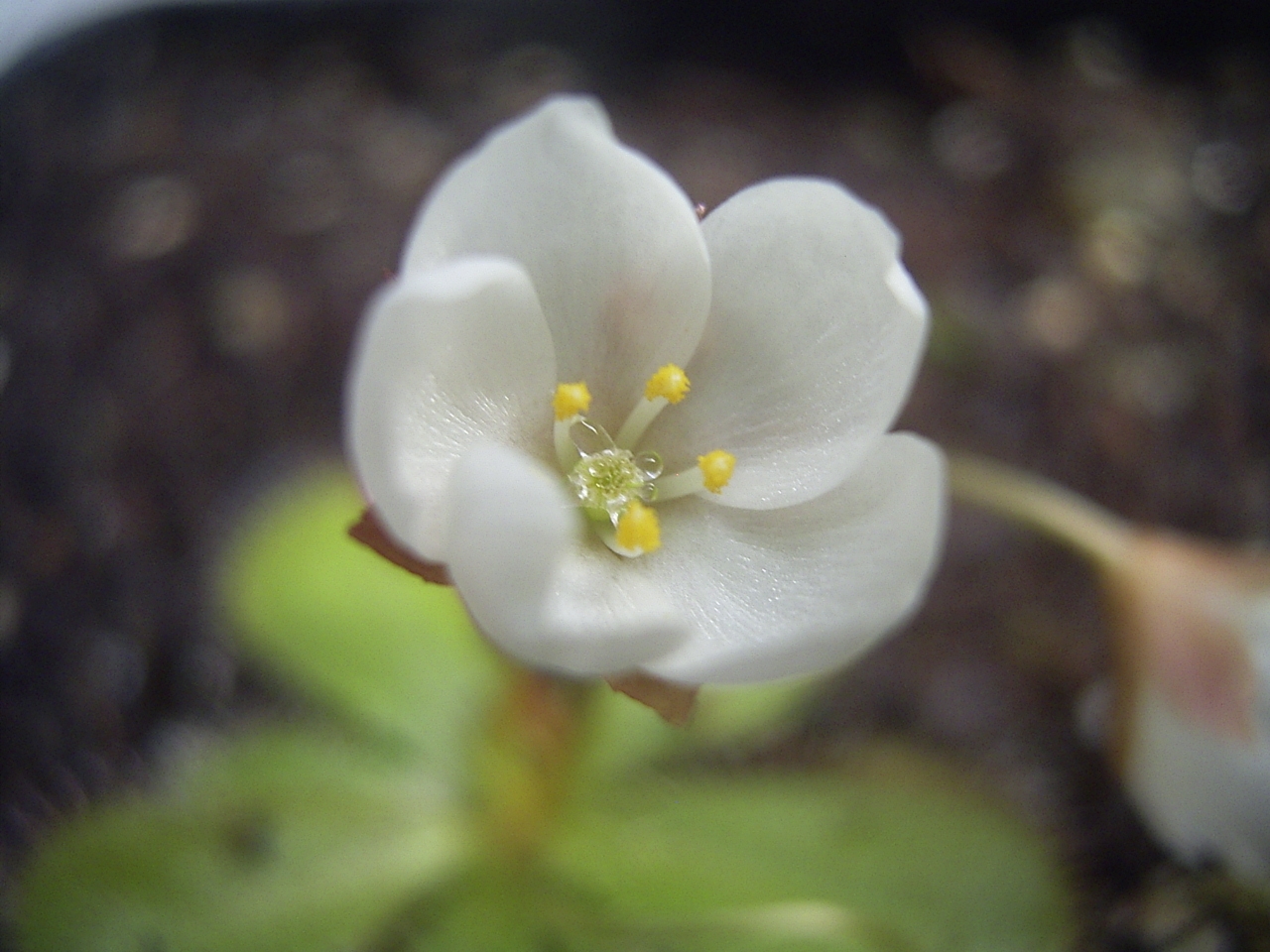 Drosera tubaestylis — the flower