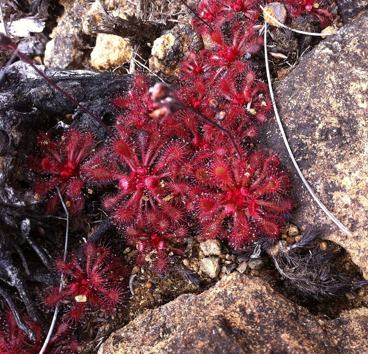 Drosera ultramafica