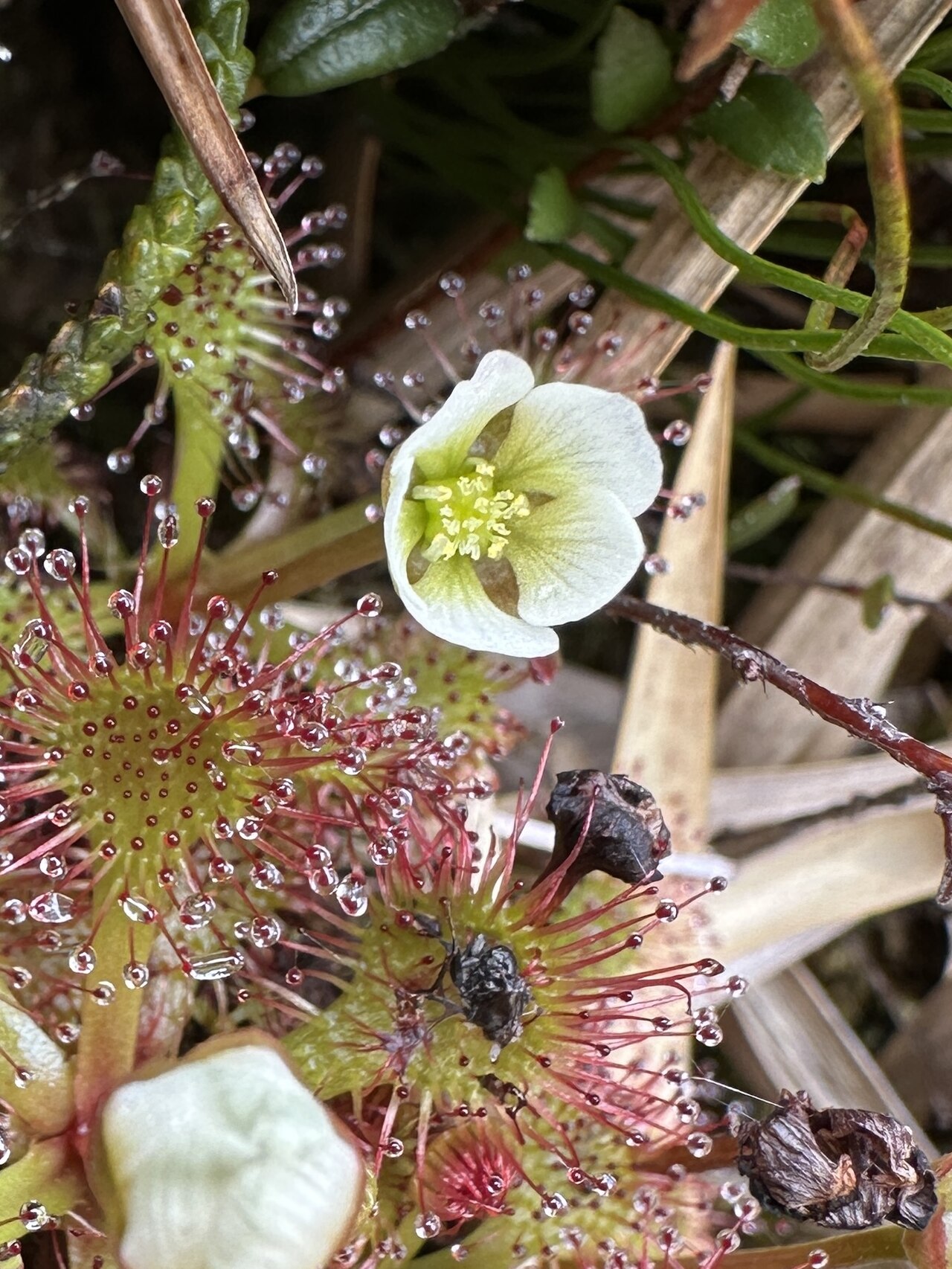 Drosera uniflora — de bloem