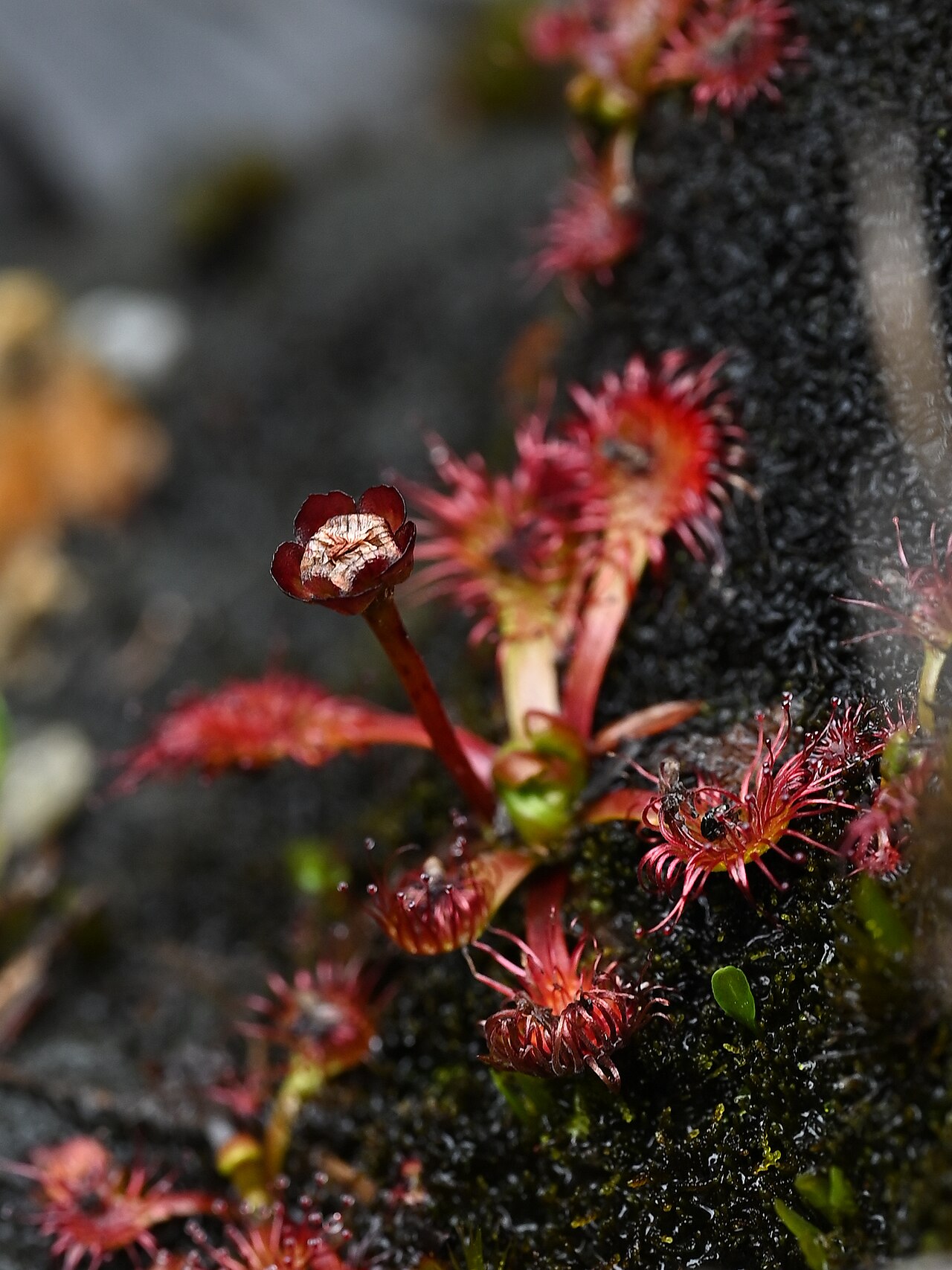 Drosera uniflora