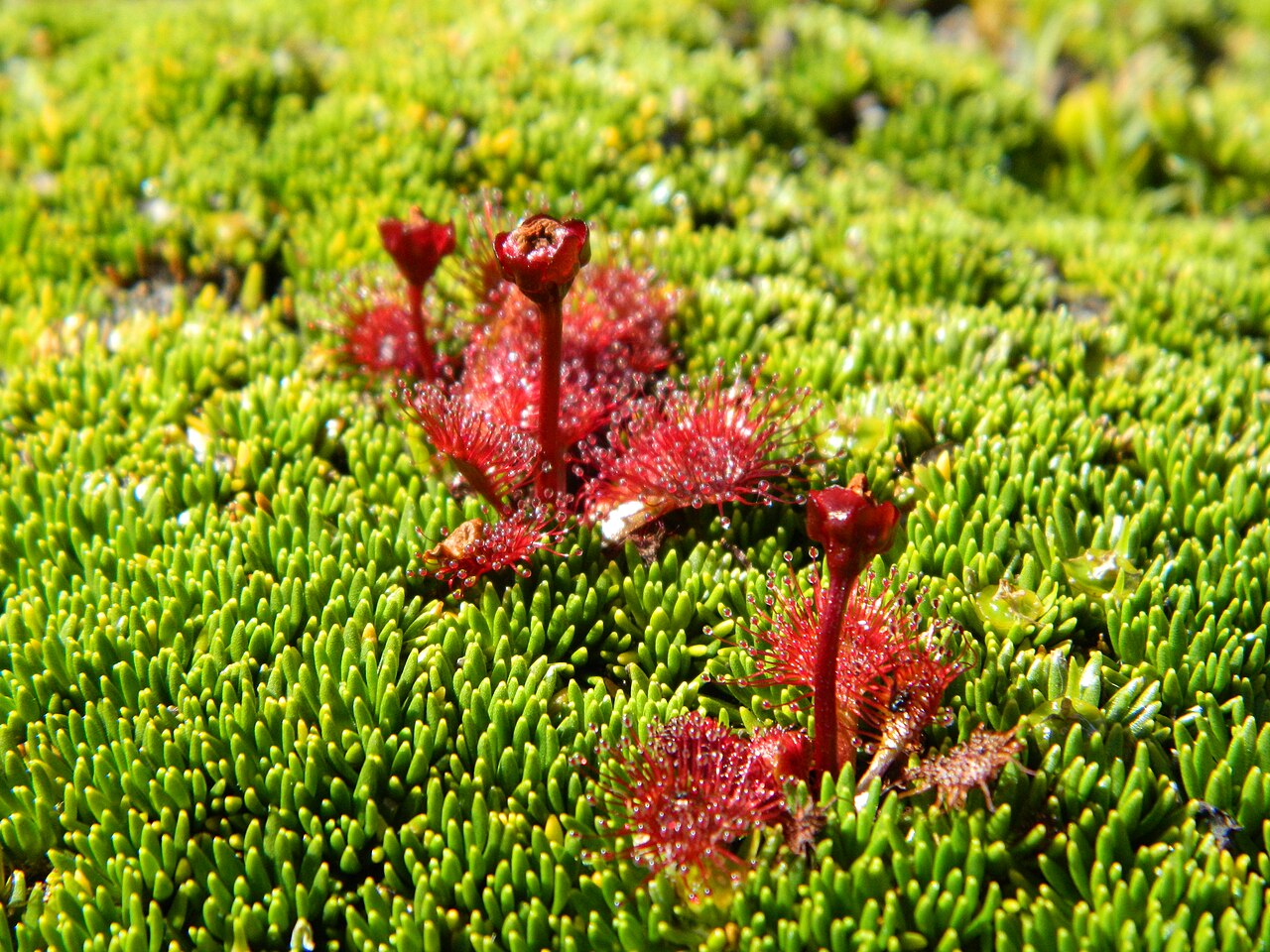 Drosera uniflora — de standplaats