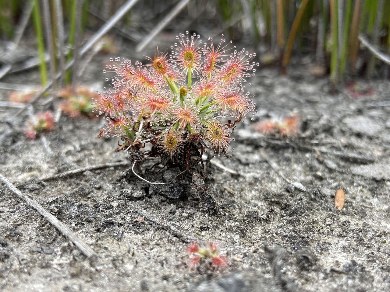 Drosera verrucata