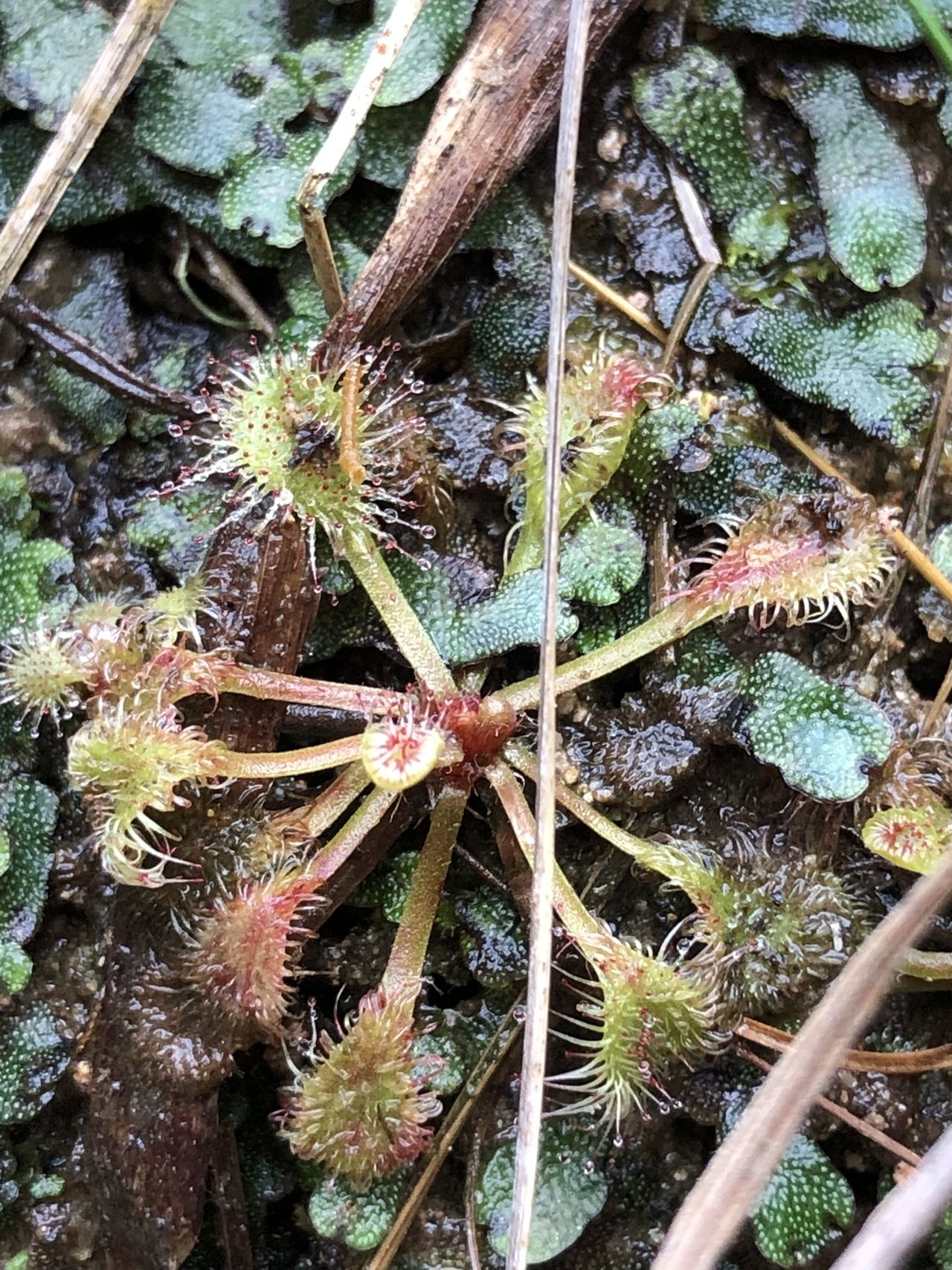 Drosera viridis