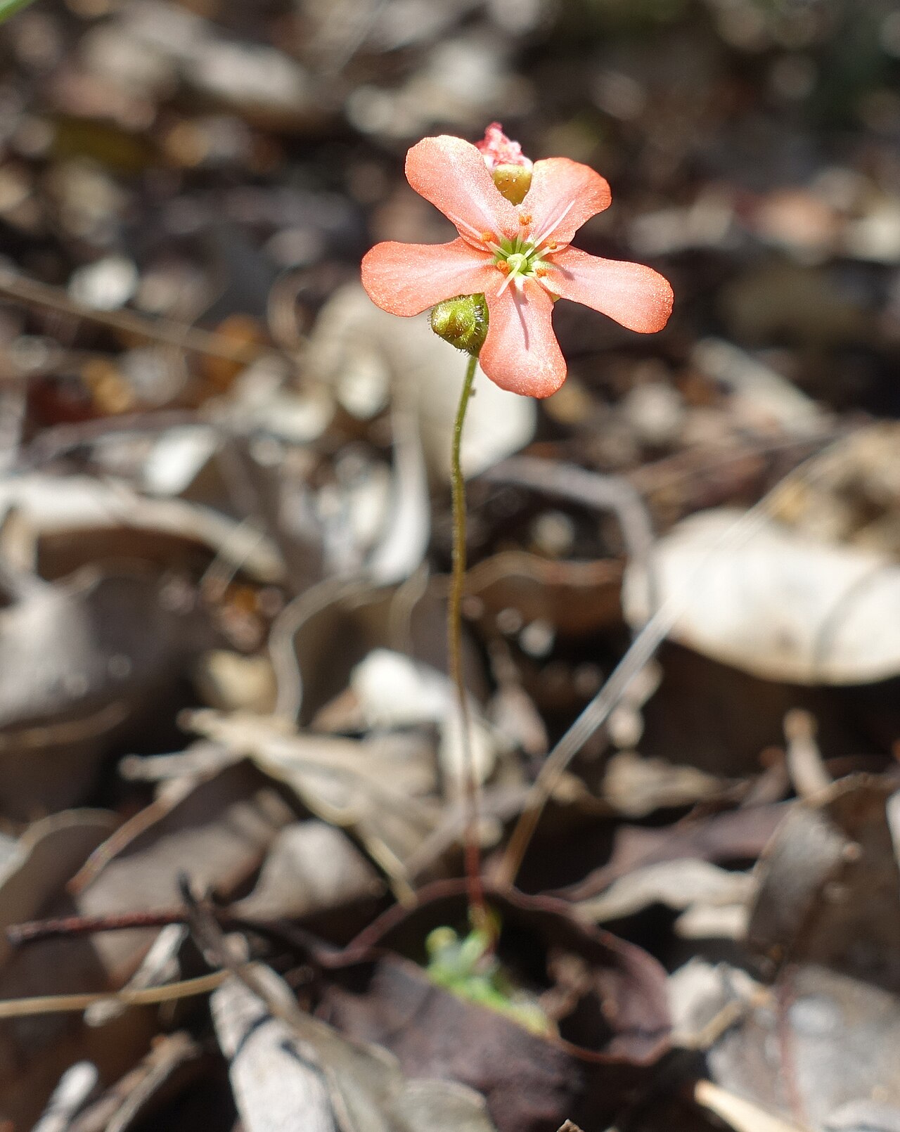 Drosera walyunga