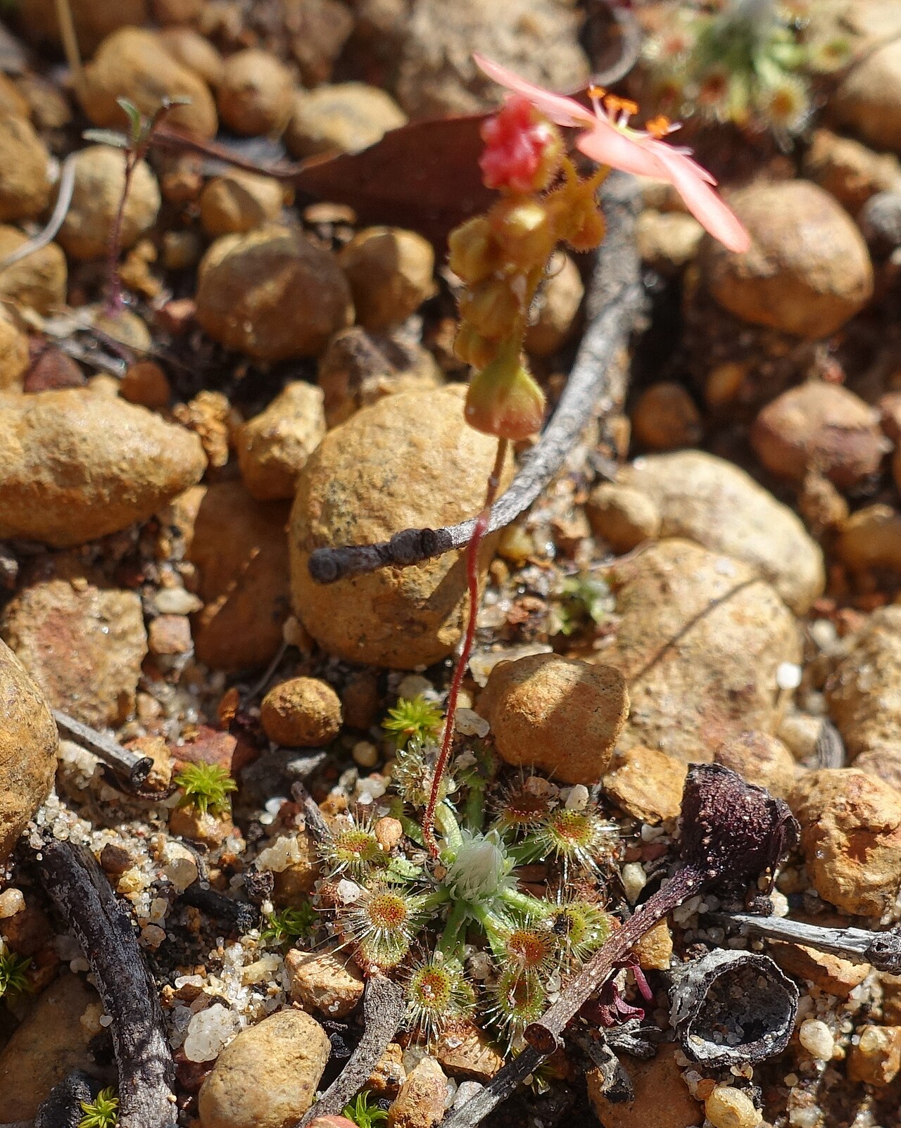 Drosera walyunga — de standplaats