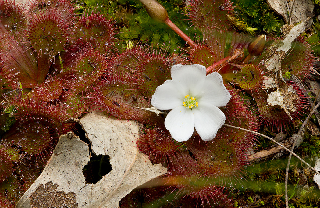 Drosera whittakeri — la flor