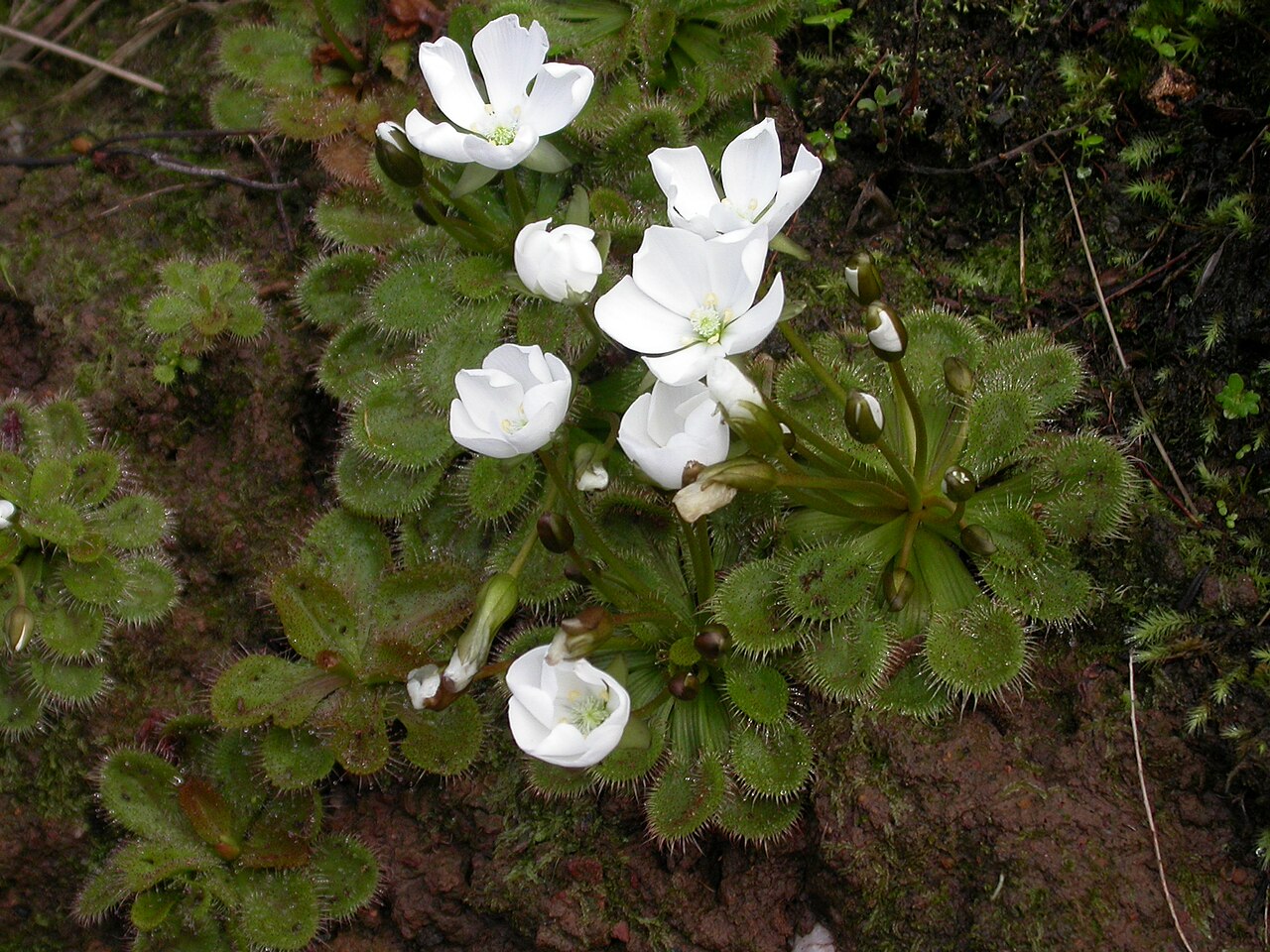 Drosera whittakeri — el hábitat