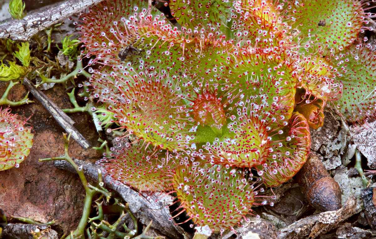 Drosera whittakeri — la trampa de cerca