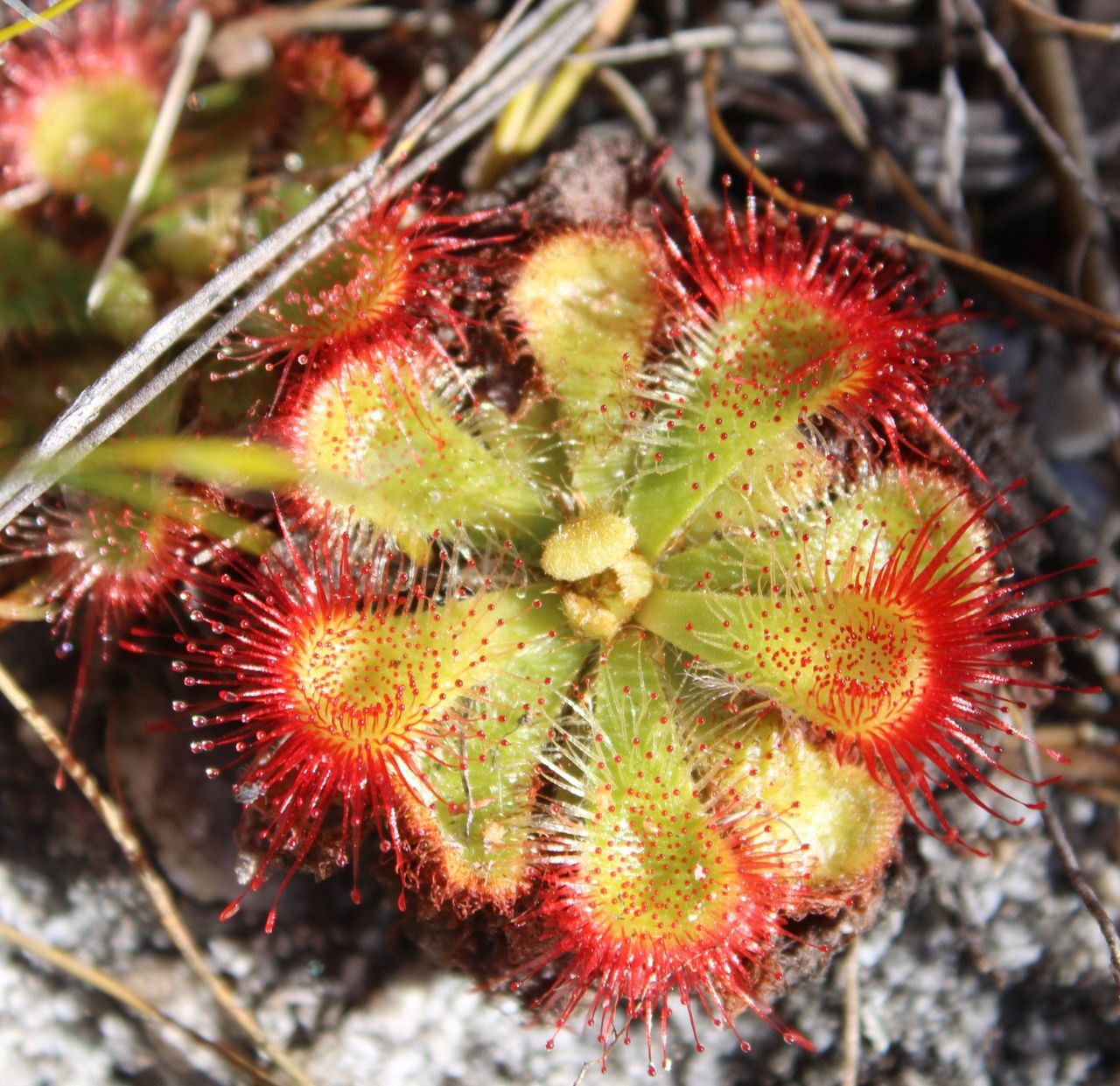 Drosera xerophila