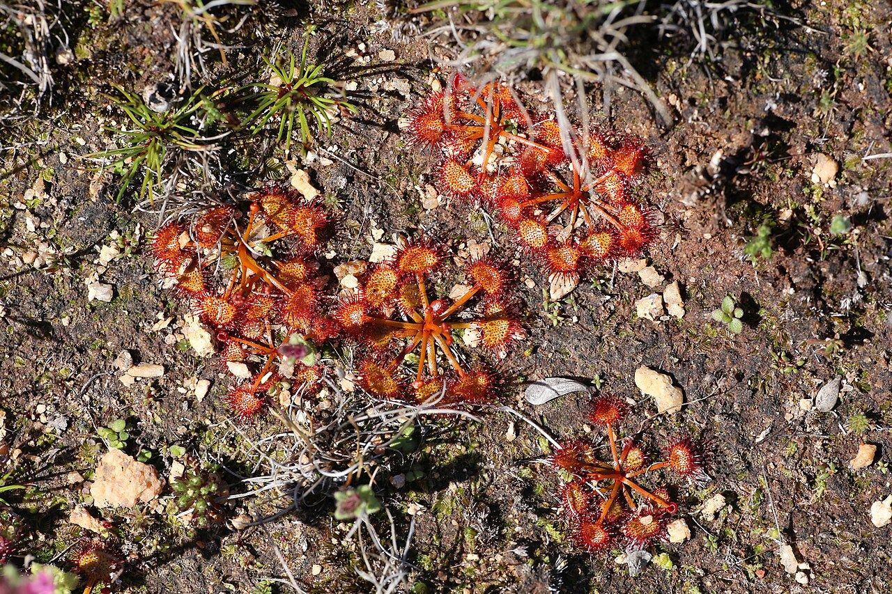 Drosera yilgarnensis