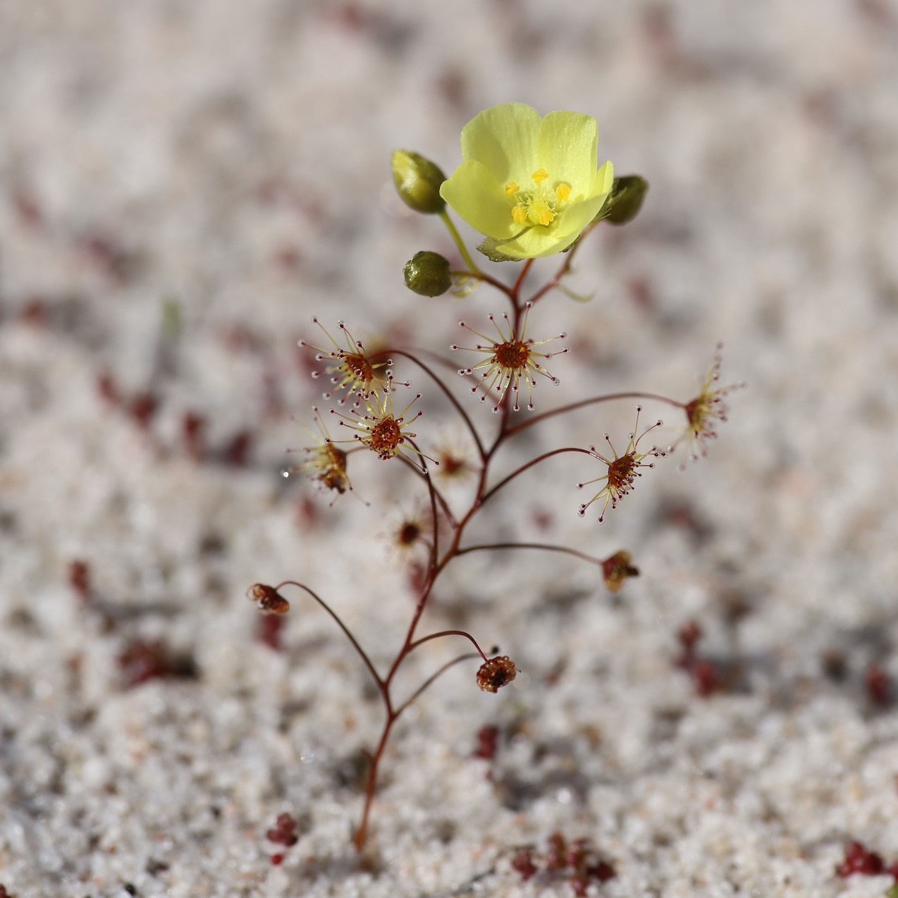 Drosera zigzagia
