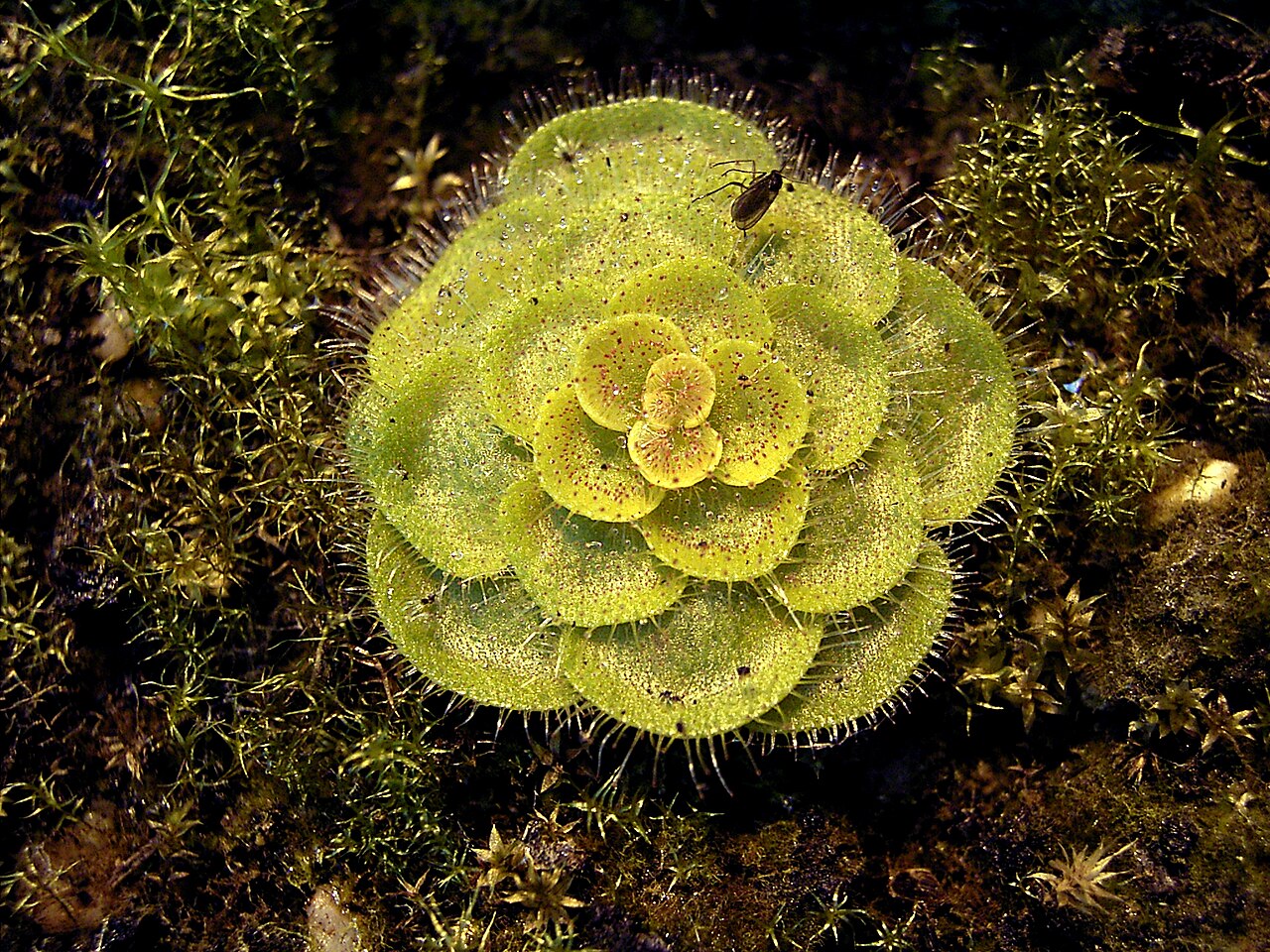 Drosera zonaria