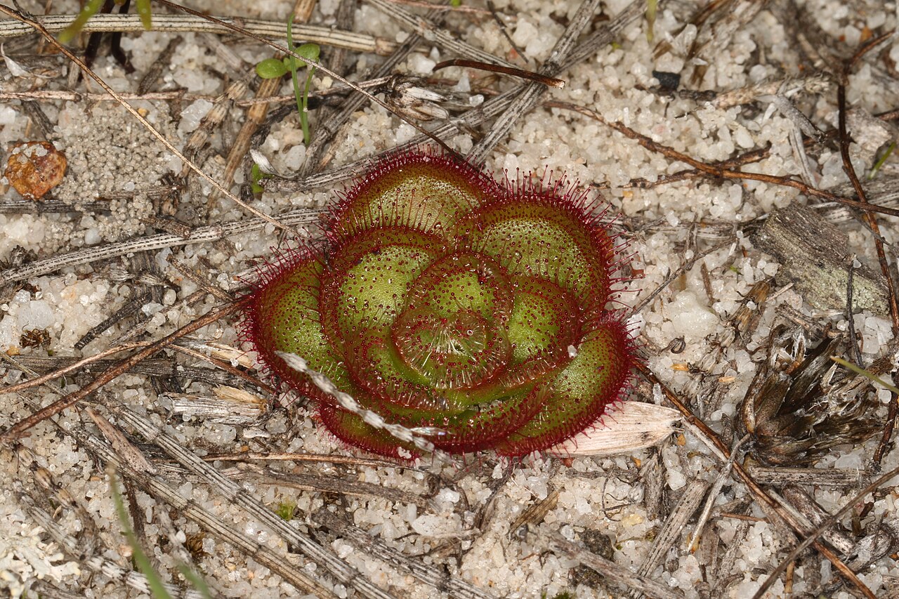 Drosera zonaria — el hábitat