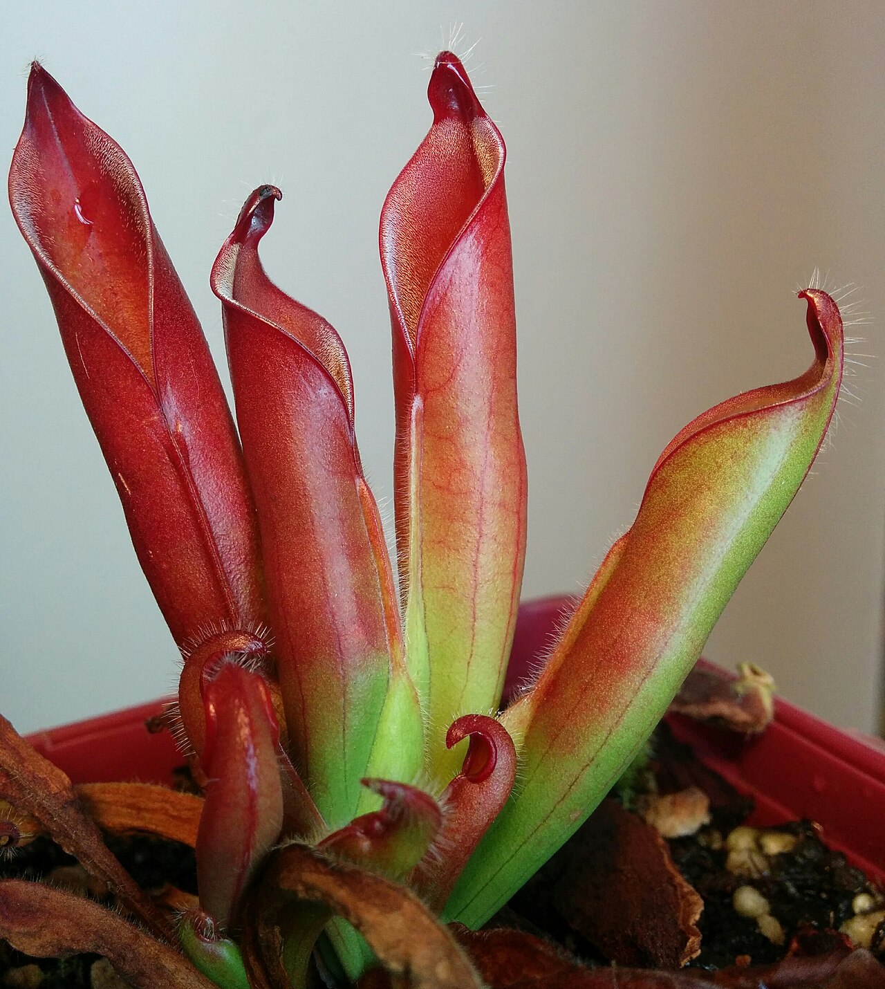 Heliamphora ceracea