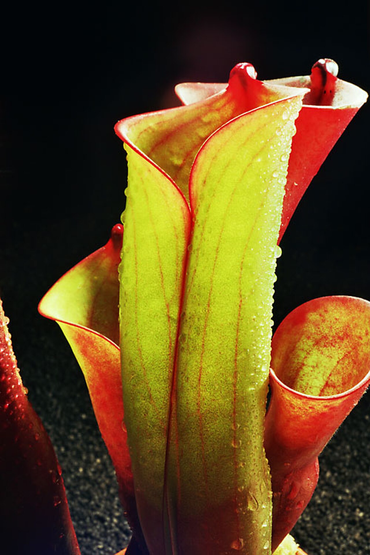 Heliamphora folliculata