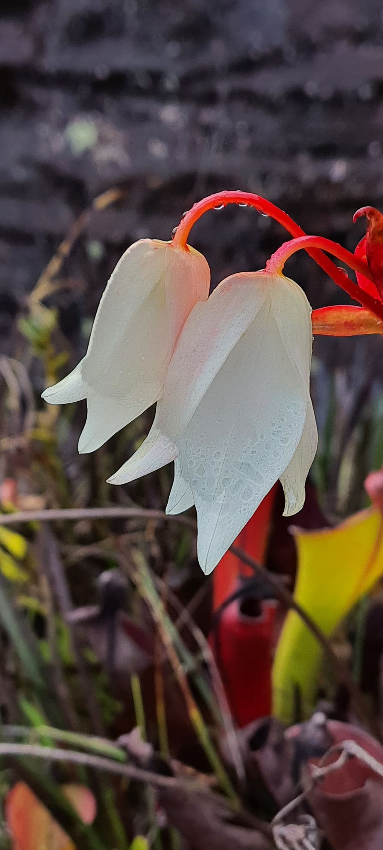 Heliamphora glabra