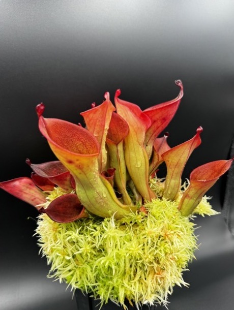Heliamphora ionasi