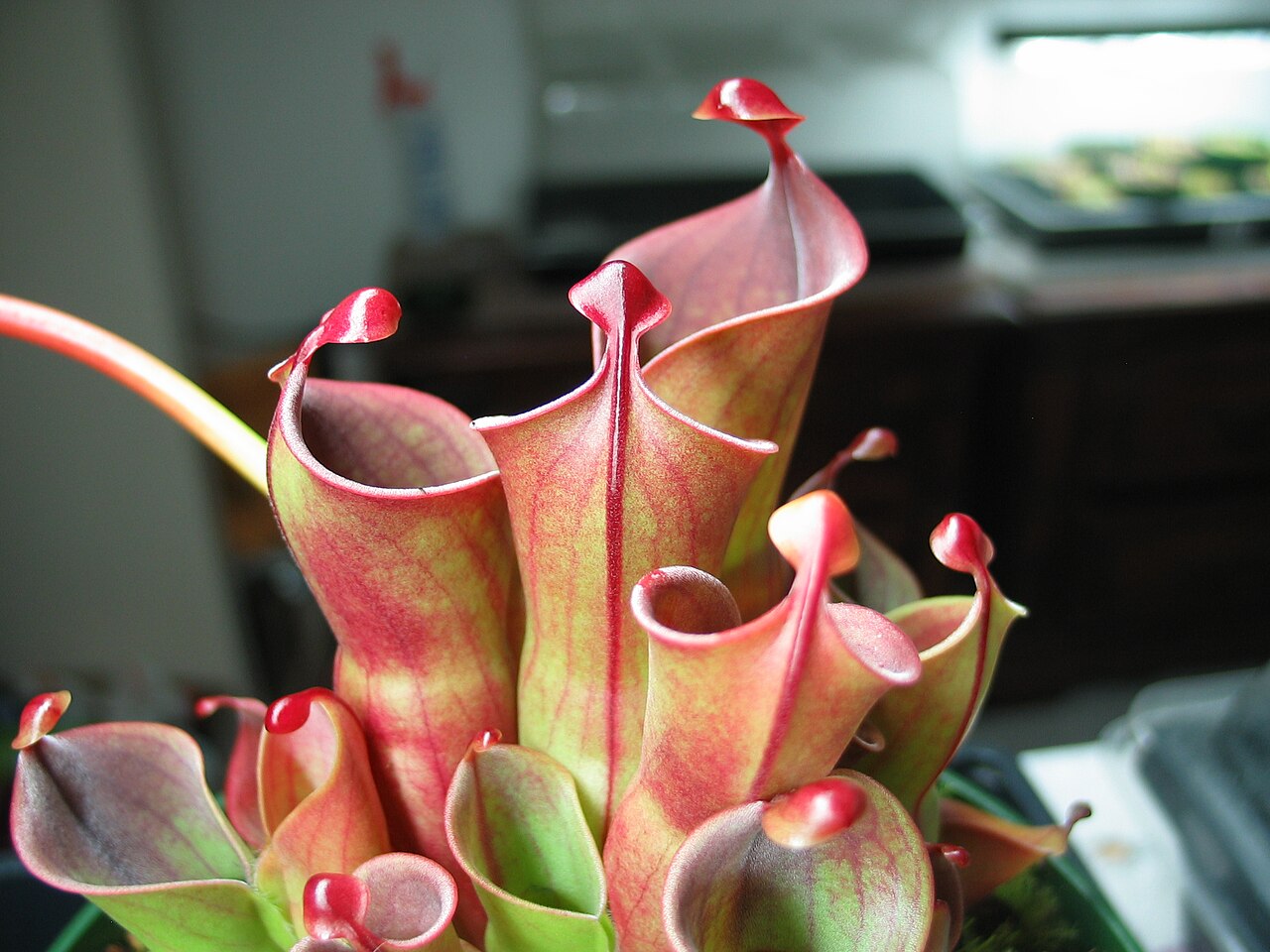 Heliamphora minor — the trap in close-up