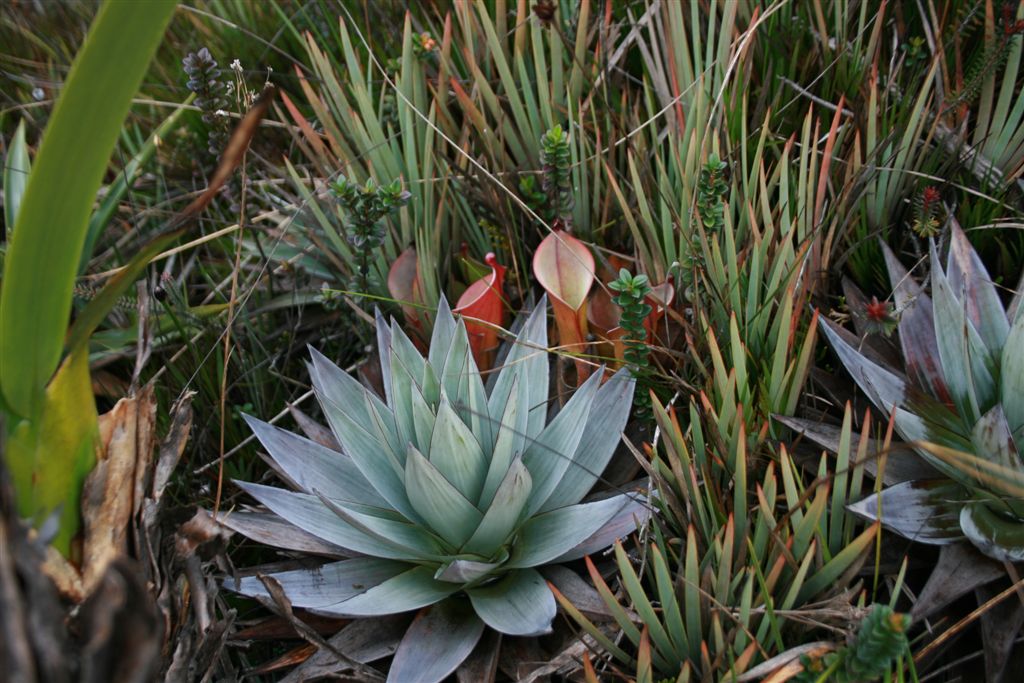 Heliamphora nutans — de standplaats