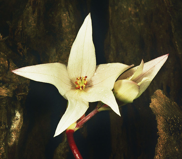 Heliamphora pulchella — the flower
