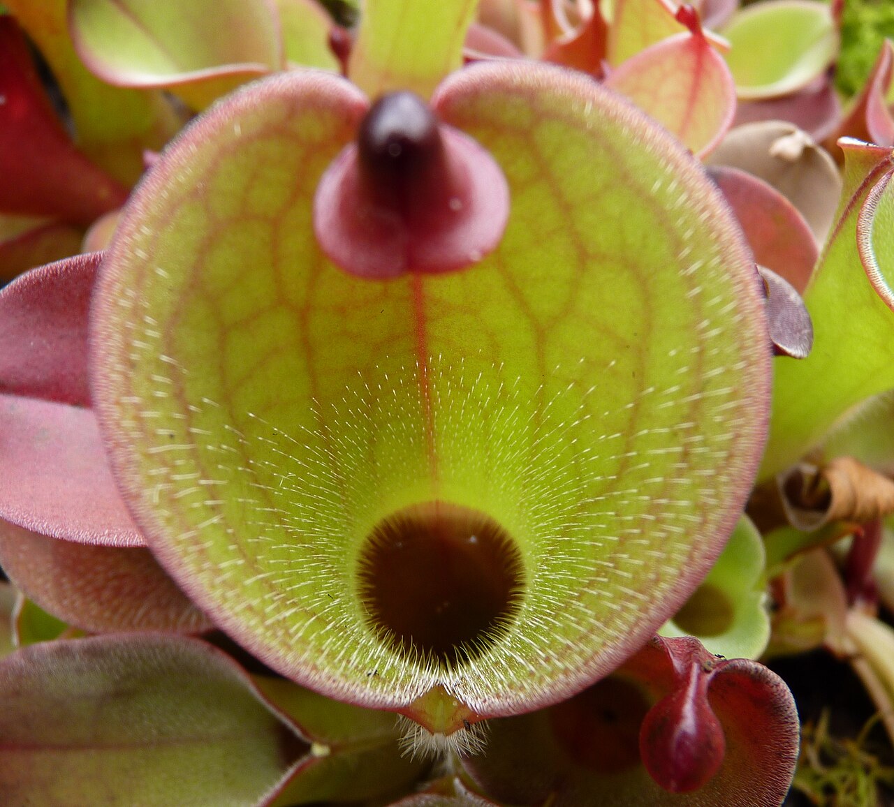 Heliamphora pulchella — the trap in close-up