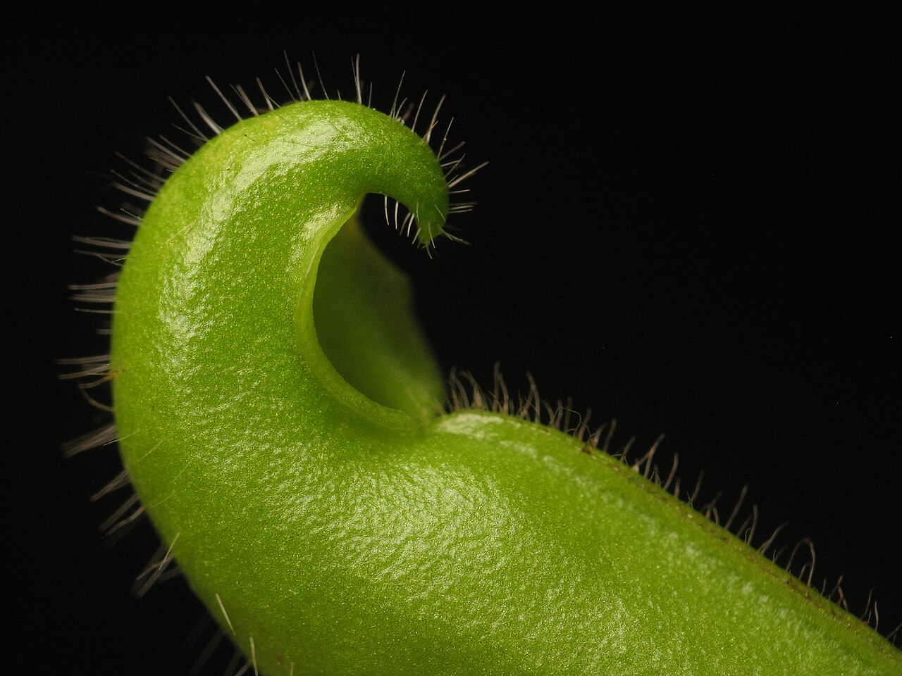 Heliamphora tatei — la trampa de cerca