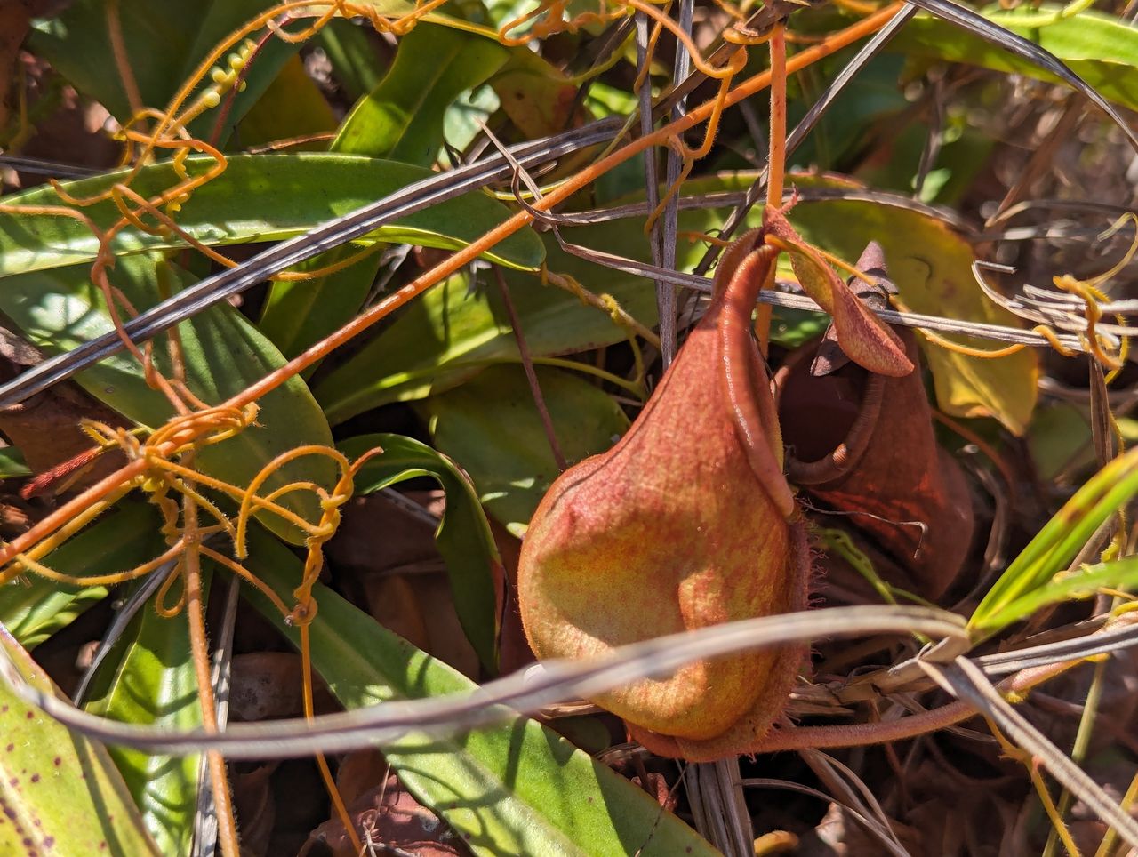 Nepenthes abalata