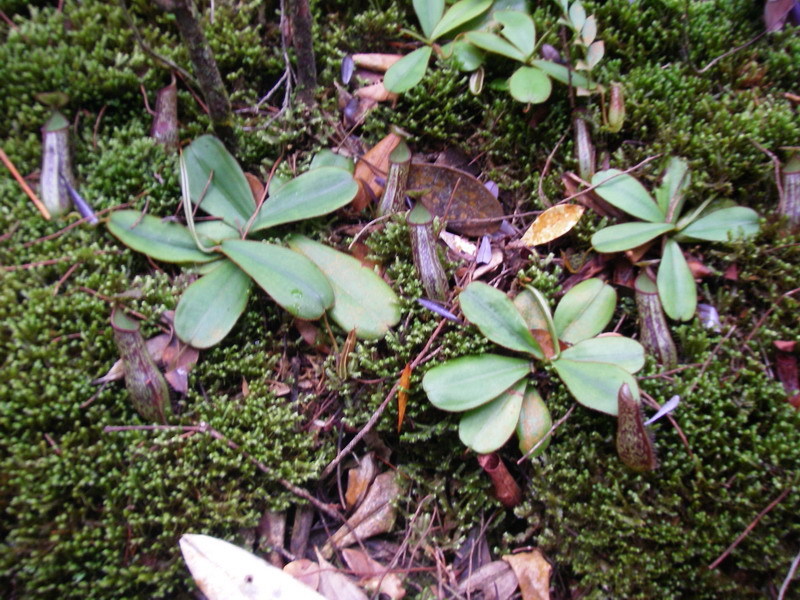 Nepenthes adnata