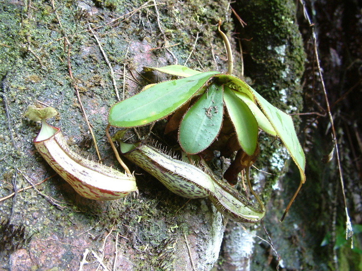 Nepenthes adnata — the habitat