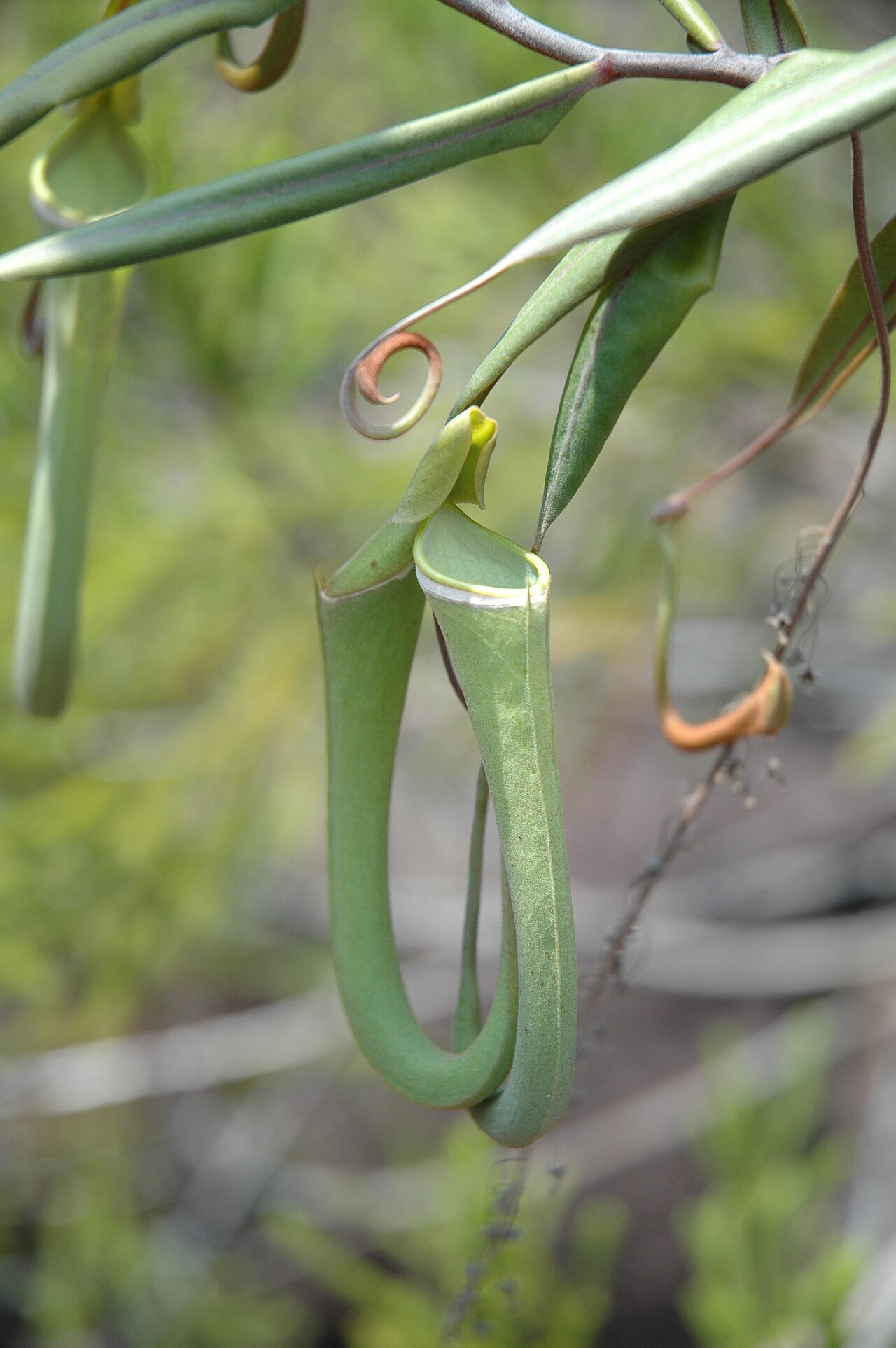 Nepenthes albomarginata