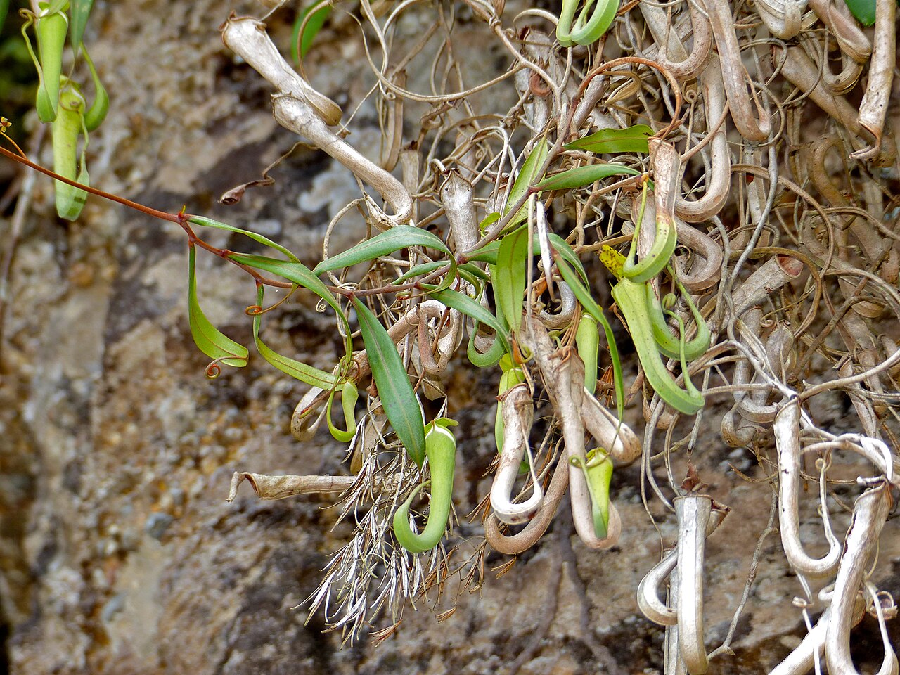 Nepenthes albomarginata — el hábitat