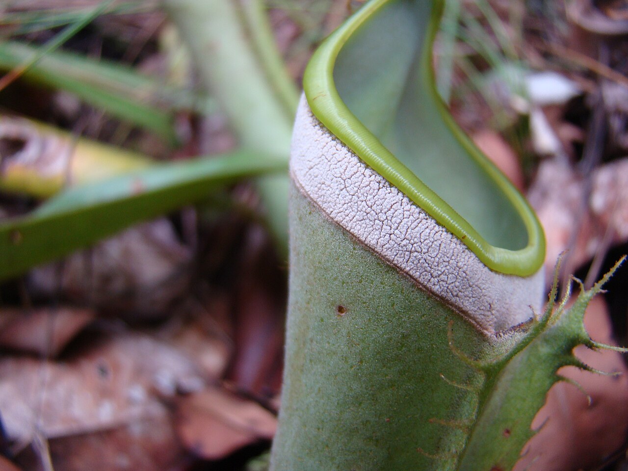 Nepenthes albomarginata — la trampa de cerca