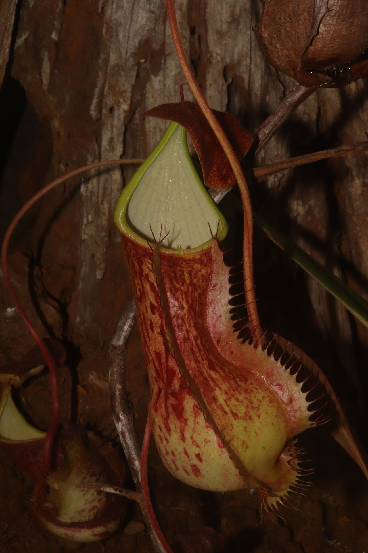 Nepenthes alfredoi