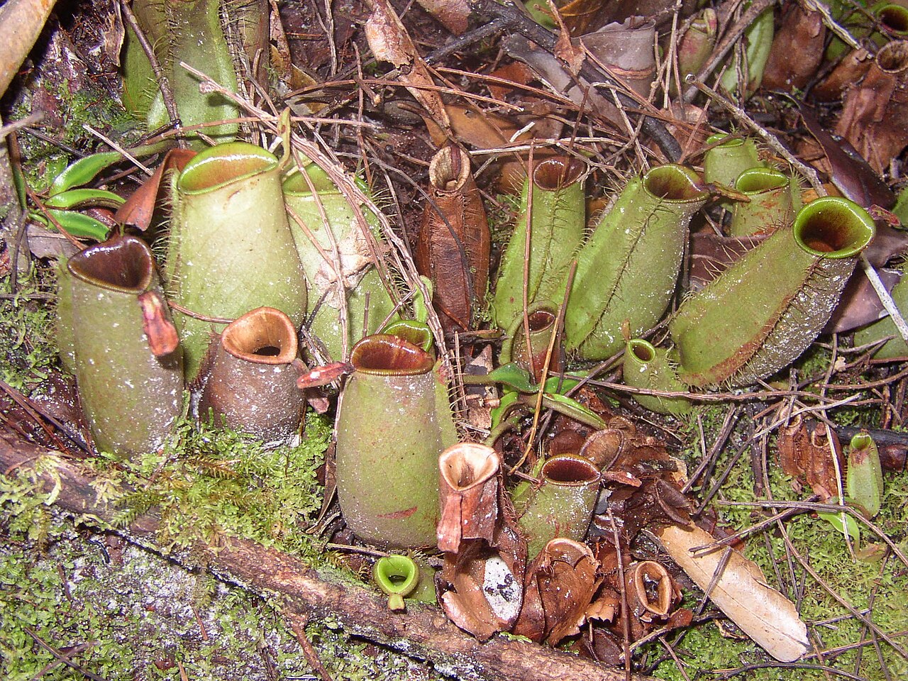 Nepenthes ampullaria — the habitat